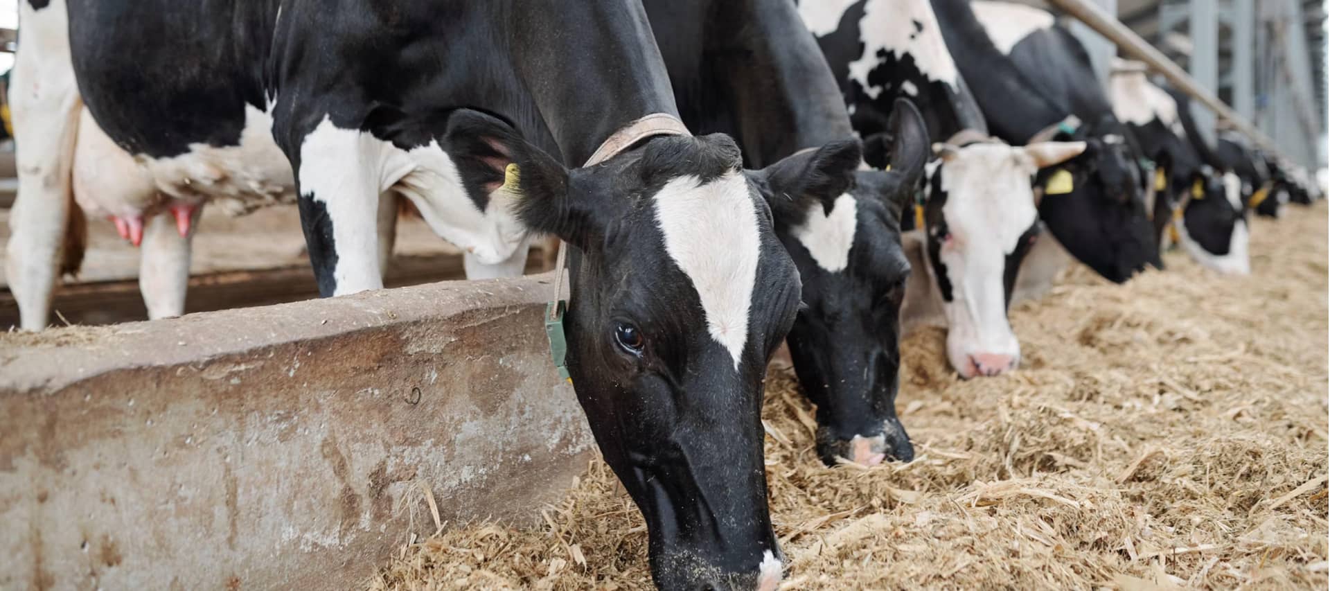 cattle