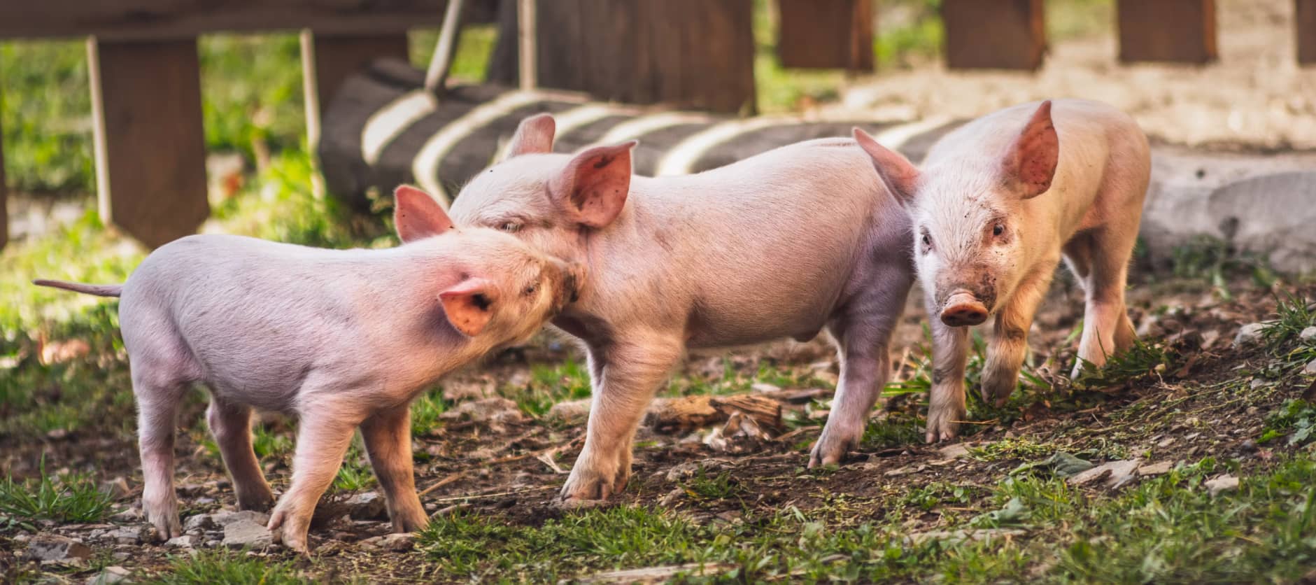 Pig farming
