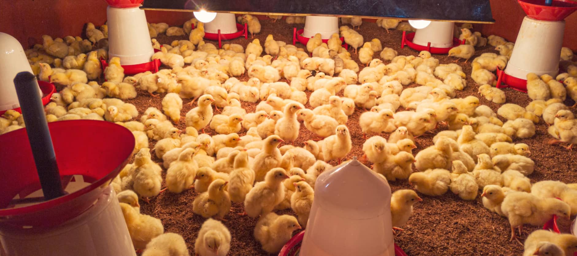Poultry