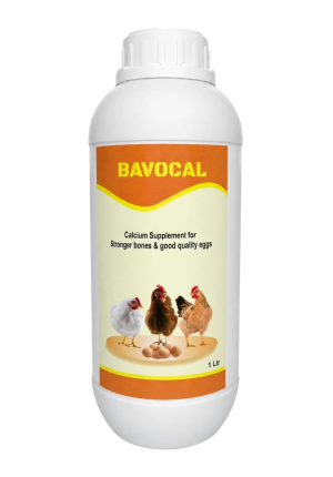 Bavocal
